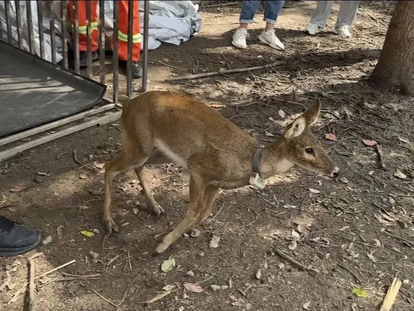 小獐子的奇幻漂流!这个国家二级保护动物从浦东游到了横沙 小獐子的奇幻漂流!这个国家二级保护动物从浦东游到了横沙
