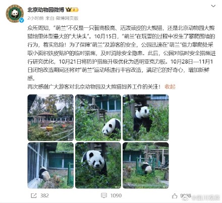 北京动物园为萌兰操碎了心 北京动物园为萌兰操碎了心