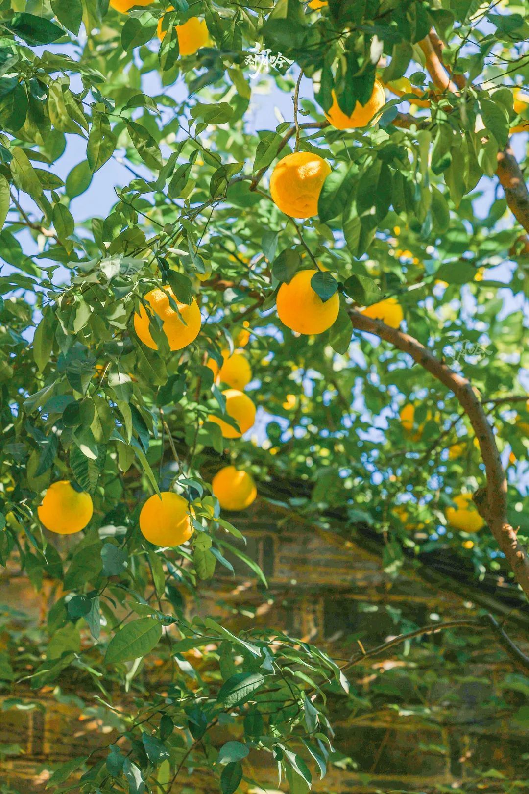 天上掉下的果子，不要随便吃