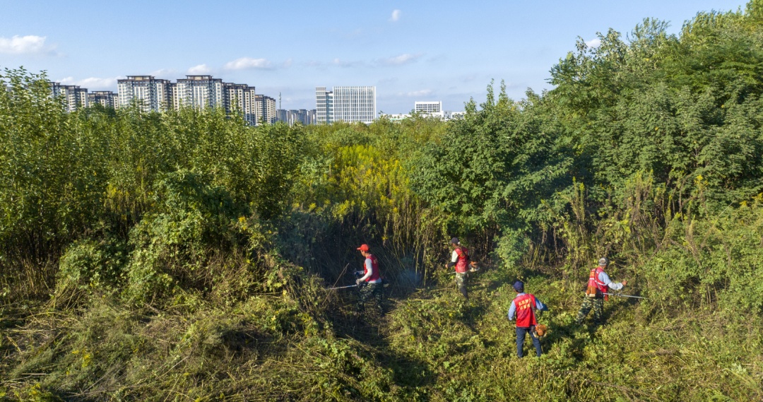如在合肥见到这种花，立即上报！