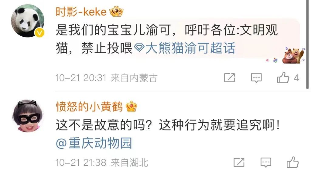 重庆动物园大熊猫：谢谢你来看我 但“杂包儿”就别带了