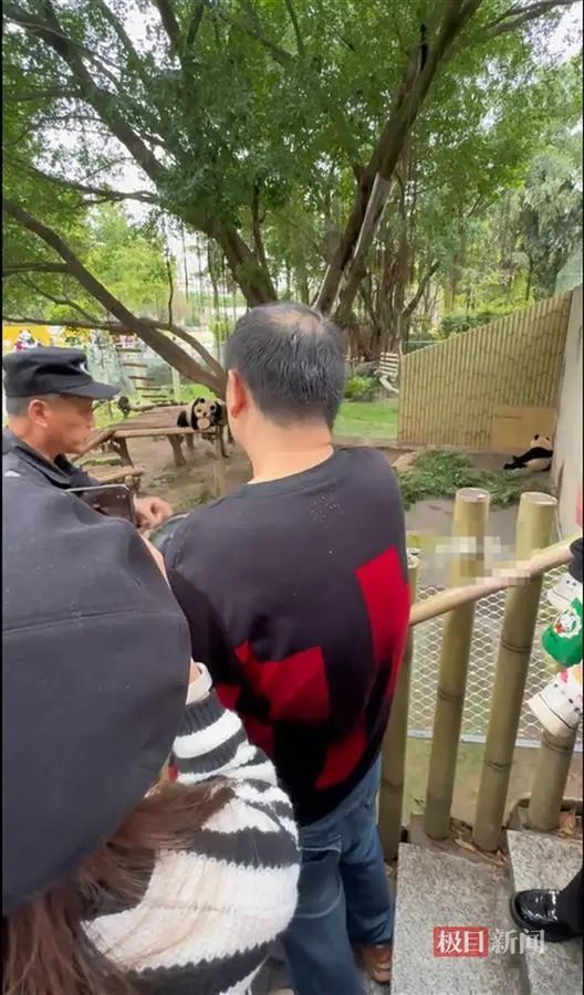重庆动物园大熊猫：谢谢你来看我 但“杂包儿”就别带了