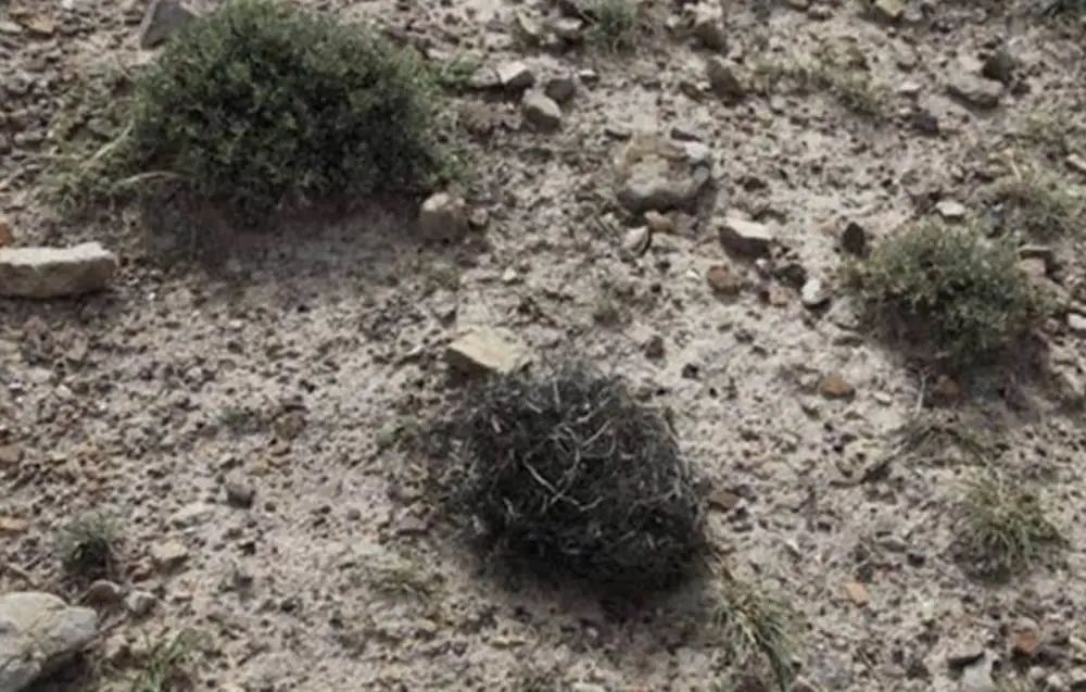 猛！成都路边摊烧烤开始流行“吃头发”了？