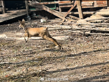 上海一只獐的奇幻漂流：从浦东游到崇明！最新消息：已被放归公园
