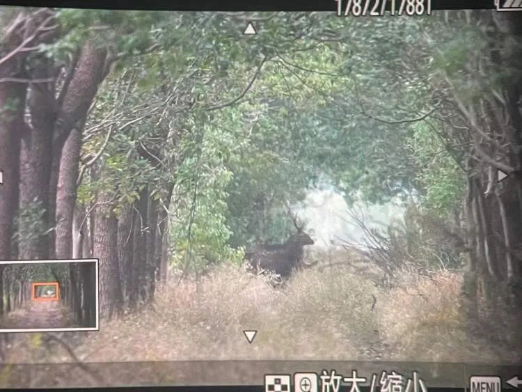 上海一地发现4头梅花鹿,有人被撞伤手臂,相关部门提醒:务必提高警惕 上海一地发现4头梅花鹿,有人被撞伤手臂,相关部门提醒:务必提高警惕