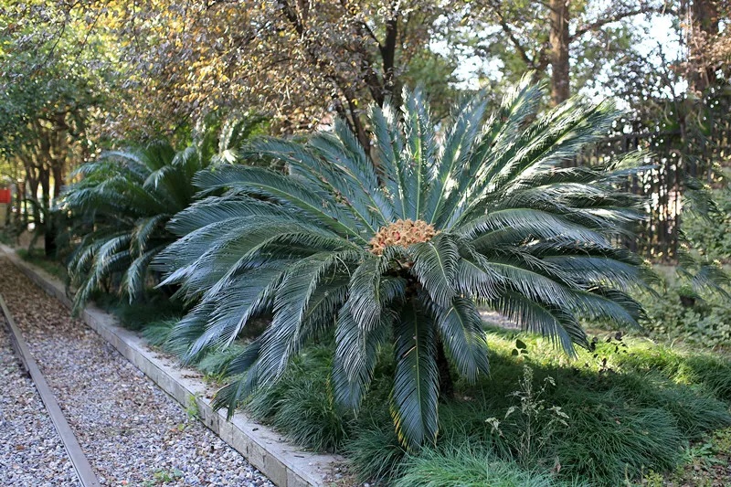 天上掉下的果子，不要随便吃