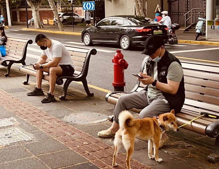 上海街头这些椅子火了！早去才有的坐？网友炸锅