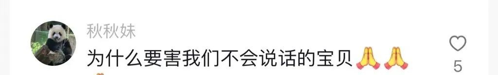 重庆动物园大熊猫：谢谢你来看我 但“杂包儿”就别带了