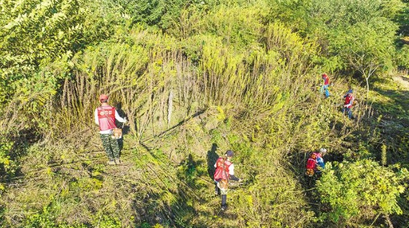 如在合肥见到这种花，立即上报！