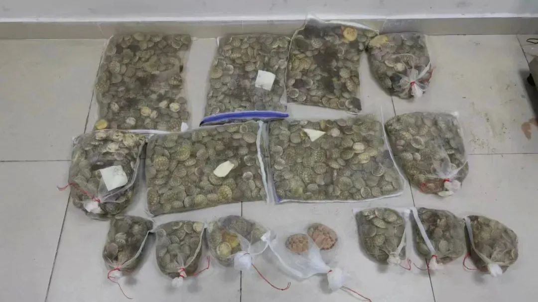 四川发现了这种虫，曾"团灭"好几个岛屿的物种……