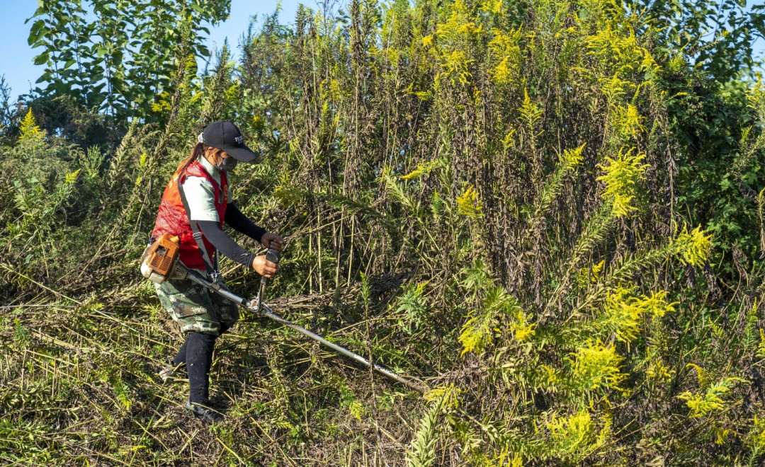 如在合肥见到这种花，立即上报！