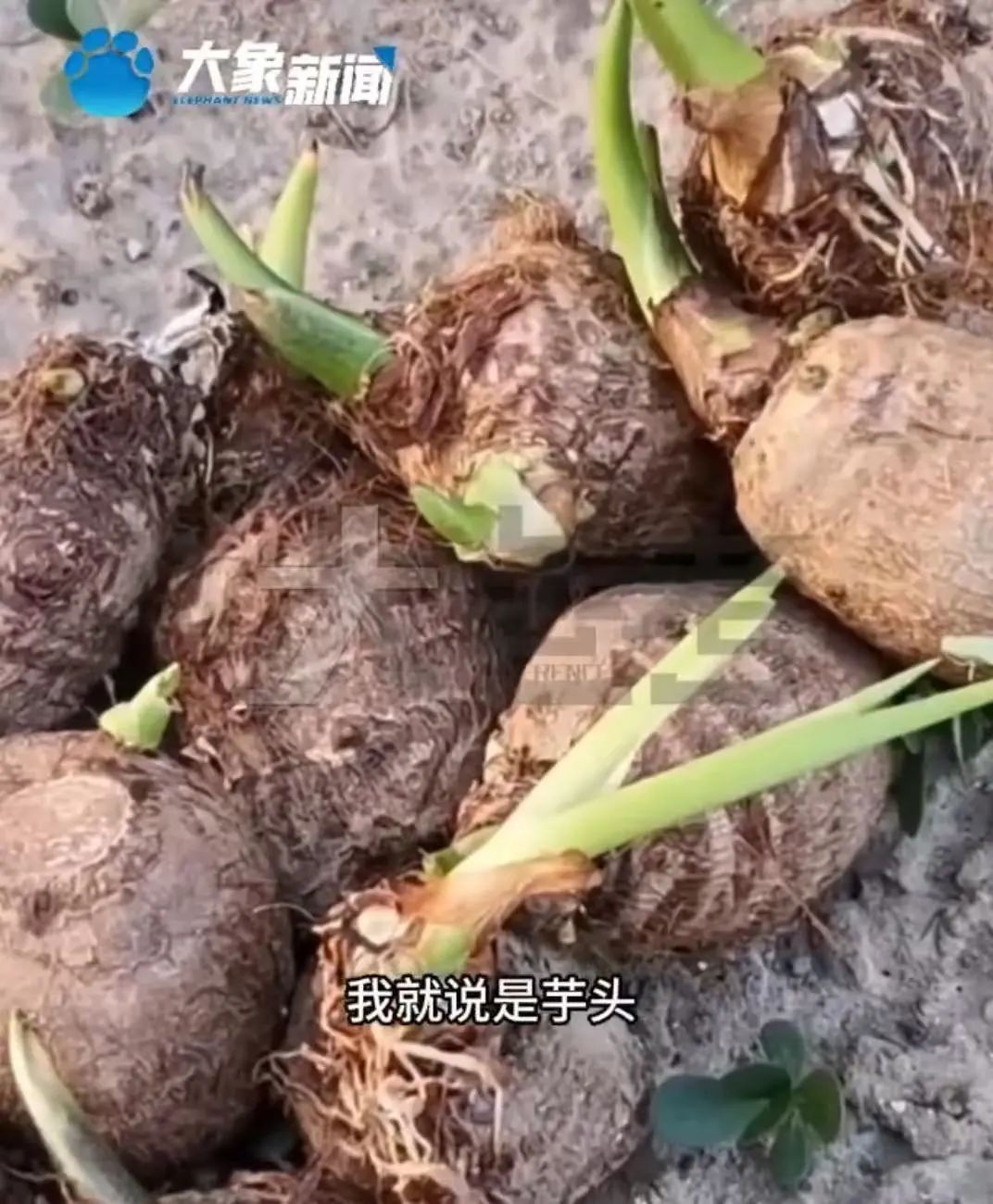 小心！男孩赌气咬了一口，险些猝死……