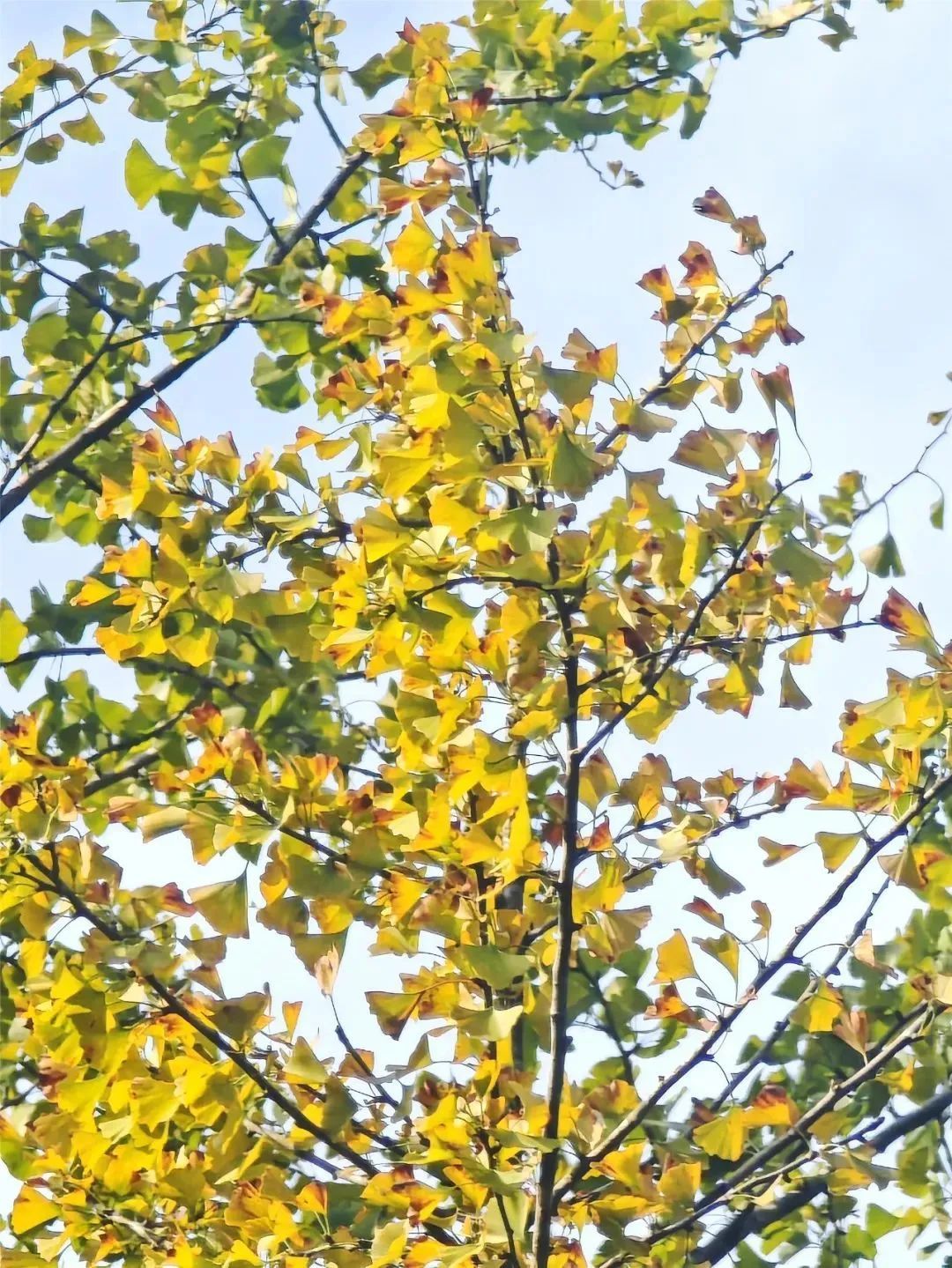 今日霜降，祝你：好柿成“霜”，喜从天“降”！