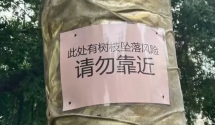 广东男子被树叶砸晕获赔2.2万