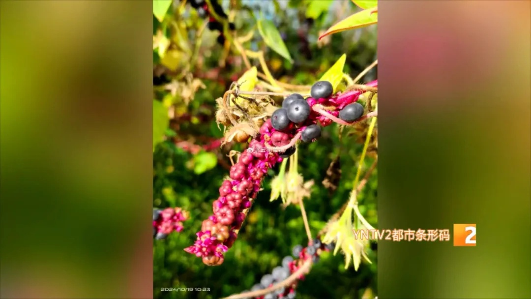 有毒，千万别吃！这种植物昆明也有！