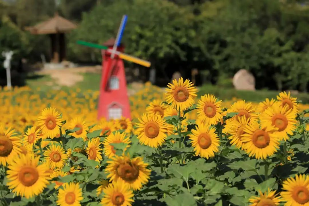今日霜降，祝你：好柿成“霜”，喜从天“降”！