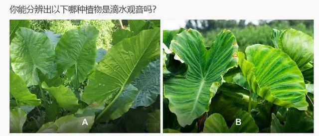 男孩误食险些猝死！广东很多地方都有种植......
