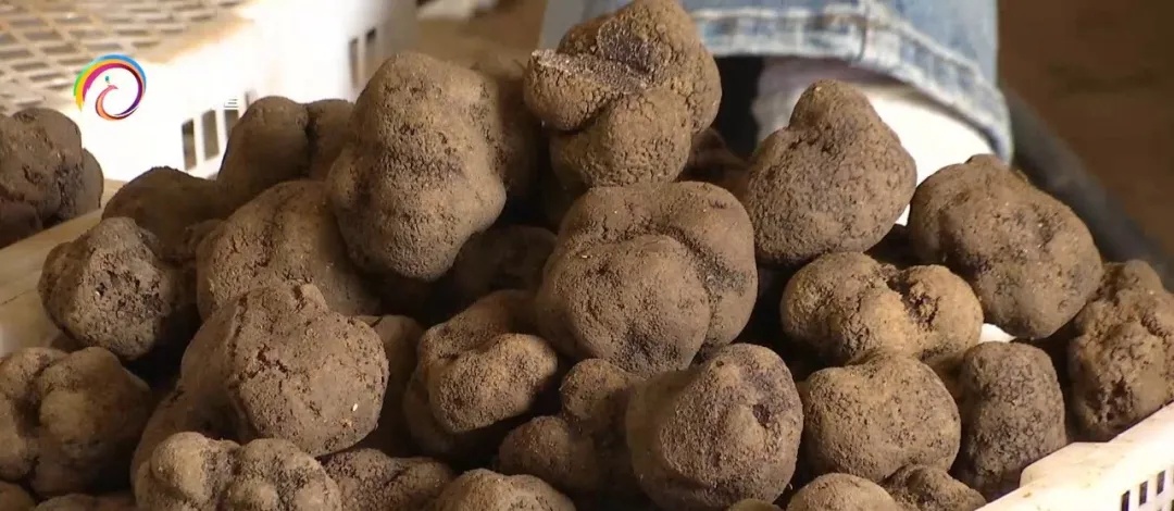 每公斤一百到七百元不等,这种美味在昆明市场大量上市! 每公斤一百到七百元不等,这种美味在昆明市场大量上市!