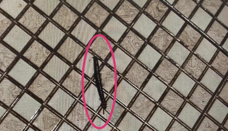 “护工”被打死了?上海一老伯求助110,因乡音重险闹乌龙 “护工”被打死了?上海一老伯求助110,因乡音重险闹乌龙