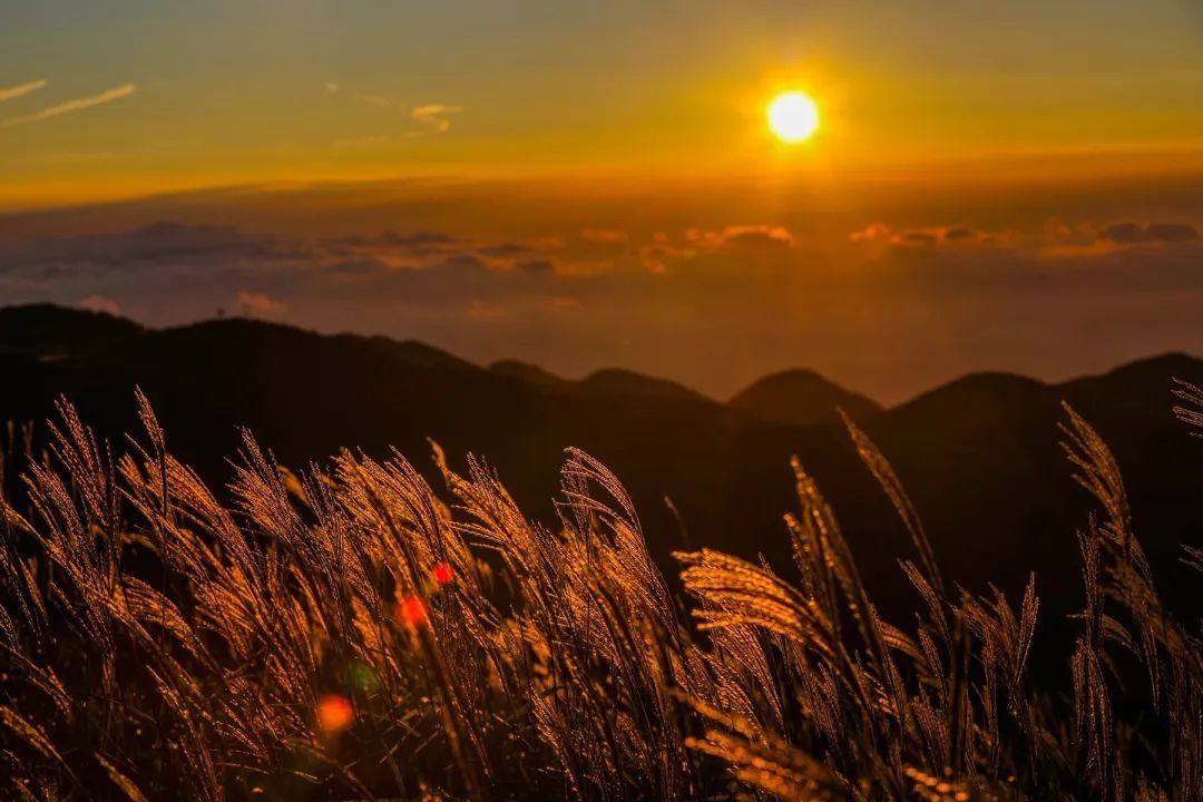 今日霜降，祝你：好柿成“霜”，喜从天“降”！