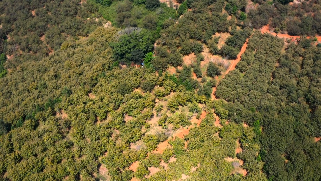 今日霜降，祝你：好柿成“霜”，喜从天“降”！