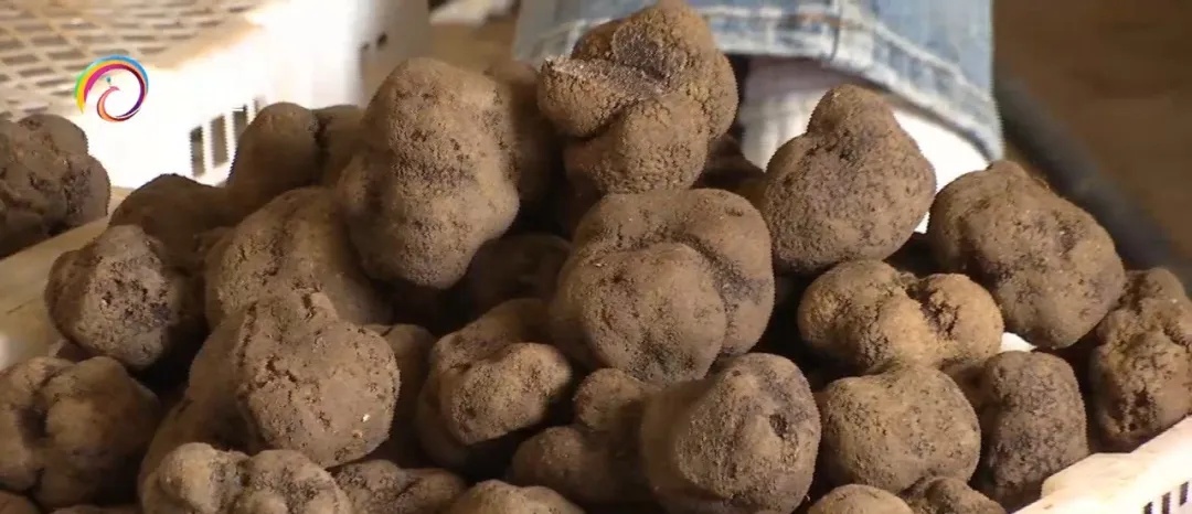 每公斤一百到七百元不等,这种美味在昆明市场大量上市! 每公斤一百到七百元不等,这种美味在昆明市场大量上市!