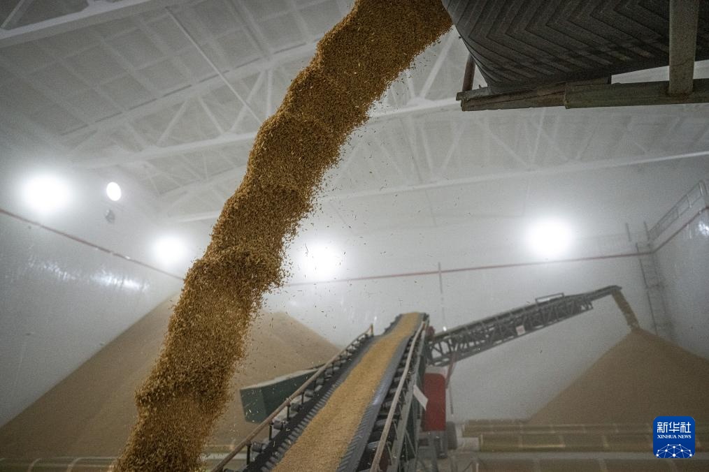 荆楚大地新粮收购有序展开