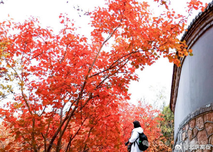 最佳观赏期!北京海淀这座山有着绝美秋景! 最佳观赏期!北京海淀这座山有着绝美秋景!