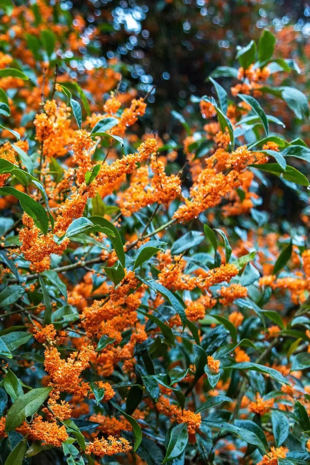 今日霜降，祝你：好柿成“霜”，喜从天“降”！