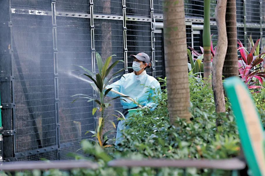 一公园猴子接连死亡，原因公布