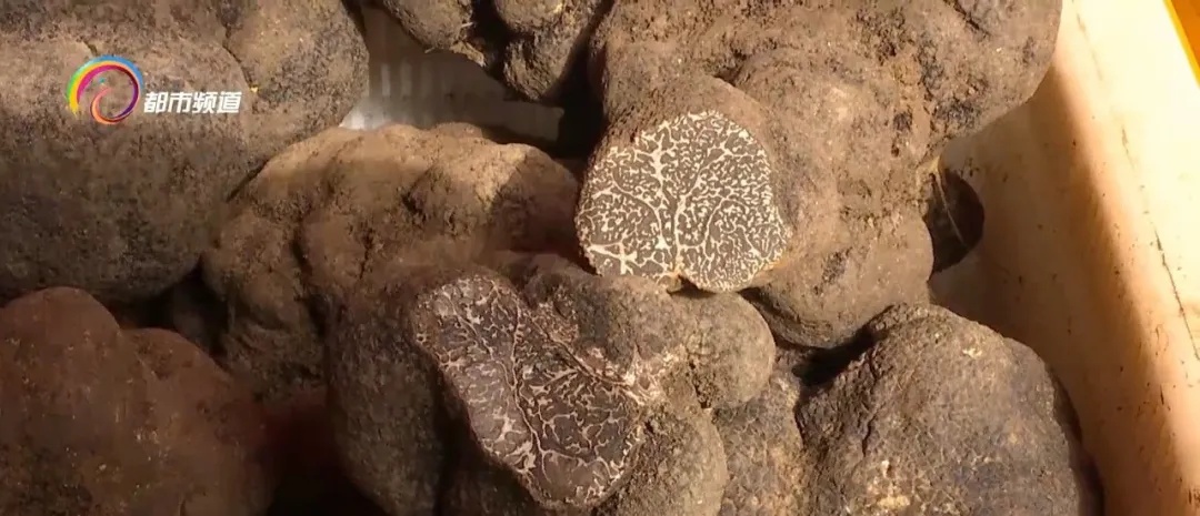 每公斤一百到七百元不等,这种美味在昆明市场大量上市! 每公斤一百到七百元不等,这种美味在昆明市场大量上市!