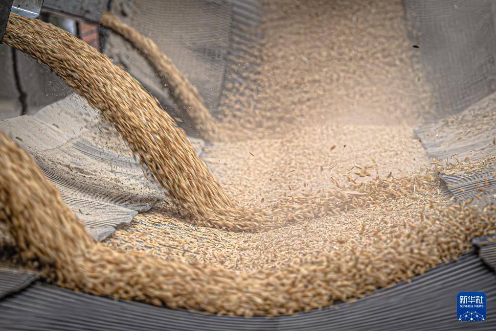 荆楚大地新粮收购有序展开