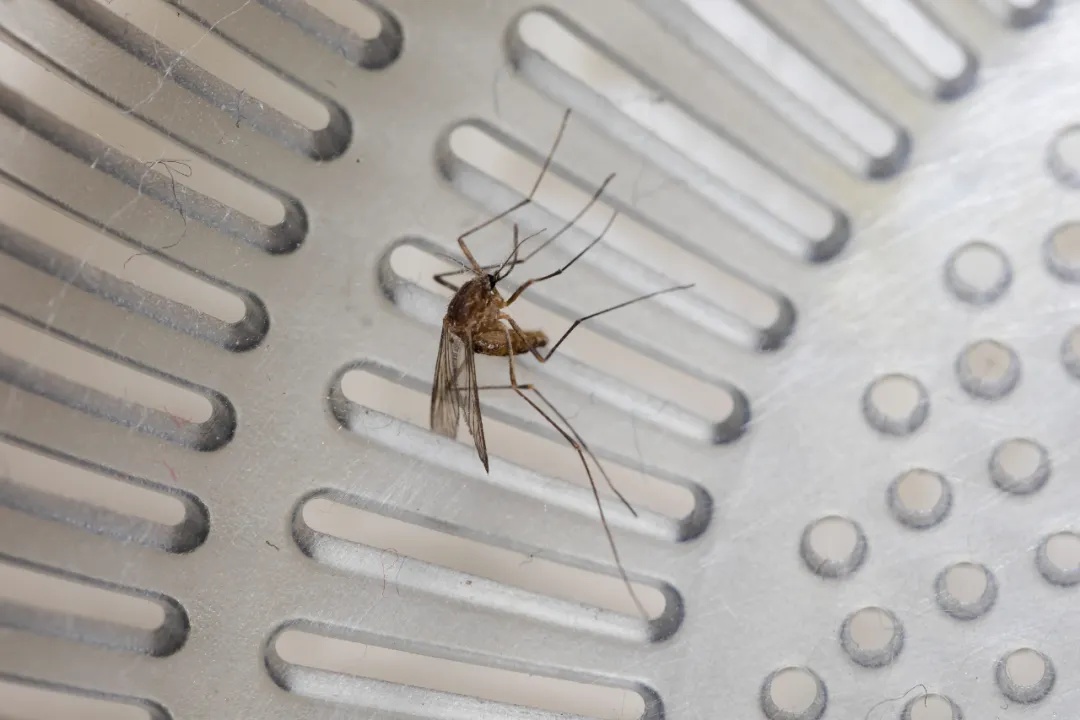 无特效药,二次感染更可怕!一地单周新增497例,涉大部分街镇!疾控发布重要提醒 无特效药,二次感染更可怕!一地单周新增497例,涉大部分街镇!疾控发布重要提醒