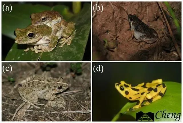 哀牢山上这种珍稀动物,竟然是《天龙八部》里段誉吞食的毒物原型! 哀牢山上这种珍稀动物,竟然是《天龙八部》里段誉吞食的毒物原型!