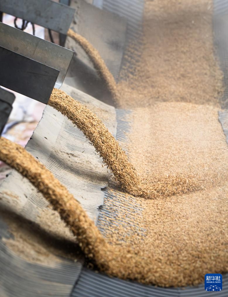 荆楚大地新粮收购有序展开