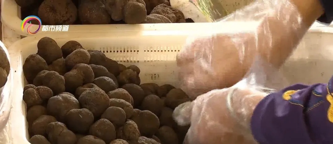 每公斤一百到七百元不等,这种美味在昆明市场大量上市! 每公斤一百到七百元不等,这种美味在昆明市场大量上市!