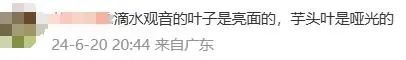 男孩误食险些猝死！广东很多地方都有种植......