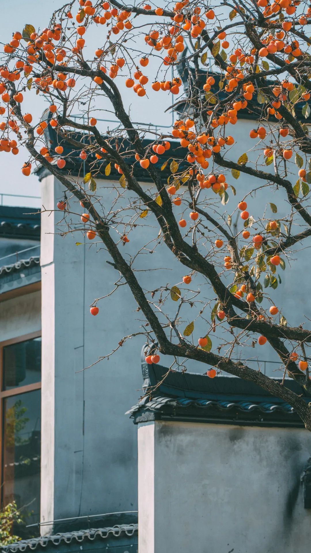 霜降 | “柿柿”如意！看，河源上饶联手绘就一幅晚秋画卷