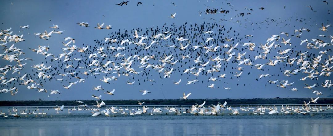 霜降 | “柿柿”如意！看，河源上饶联手绘就一幅晚秋画卷