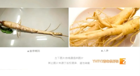 有毒，千万别吃！这种植物昆明也有！