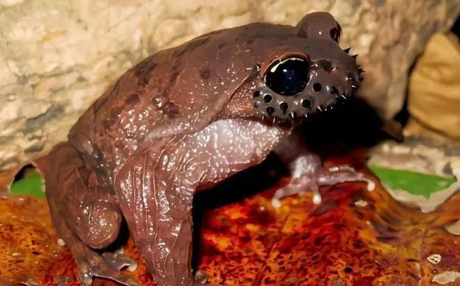 哀牢山上这种珍稀动物,竟然是《天龙八部》里段誉吞食的毒物原型! 哀牢山上这种珍稀动物,竟然是《天龙八部》里段誉吞食的毒物原型!