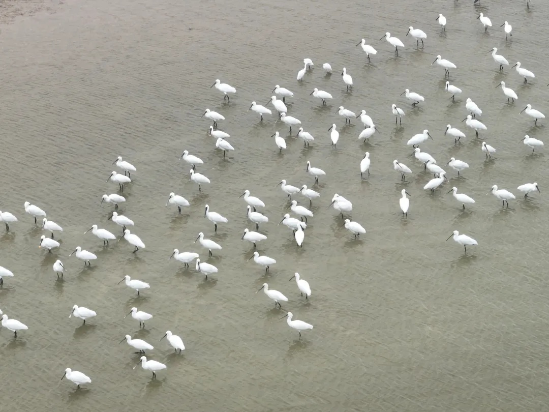 合肥董铺水库迎来100多位“贵宾” 合肥董铺水库迎来100多位“贵宾”