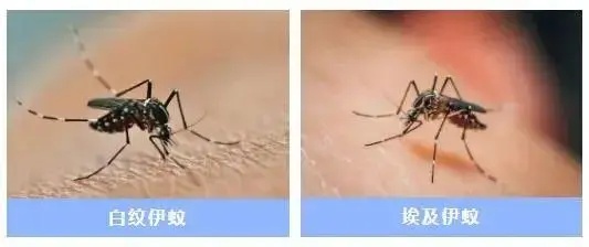 无特效药,二次感染更可怕!一地单周新增497例,涉大部分街镇!疾控发布重要提醒 无特效药,二次感染更可怕!一地单周新增497例,涉大部分街镇!疾控发布重要提醒