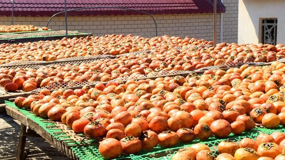 霜降 | “柿柿”如意！看，河源上饶联手绘就一幅晚秋画卷