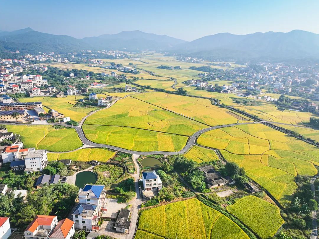 今日霜降，祝你：好柿成“霜”，喜从天“降”！