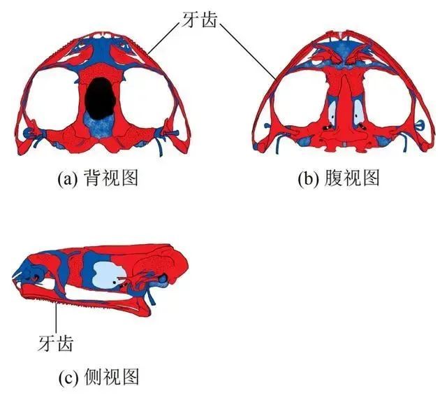哀牢山上这种珍稀动物,竟然是《天龙八部》里段誉吞食的毒物原型! 哀牢山上这种珍稀动物,竟然是《天龙八部》里段誉吞食的毒物原型!
