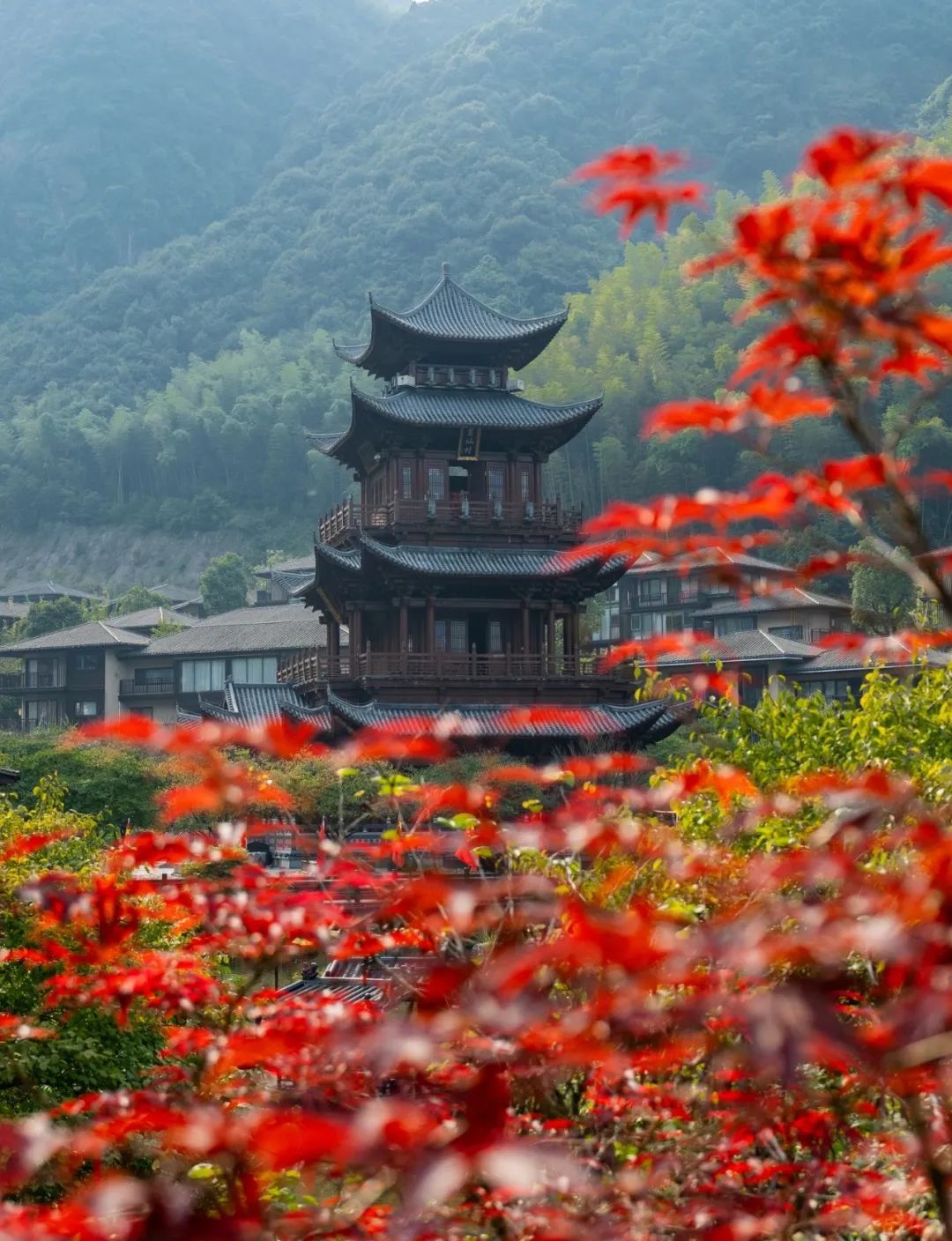 霜降 | “柿柿”如意！看，河源上饶联手绘就一幅晚秋画卷