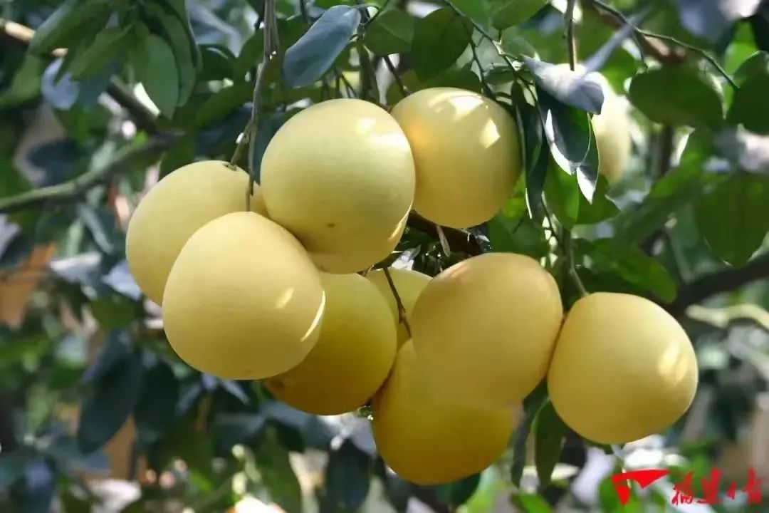 今日霜降，祝你：好柿成“霜”，喜从天“降”！