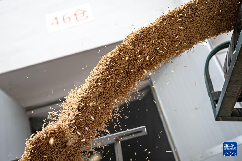 荆楚大地新粮收购有序展开