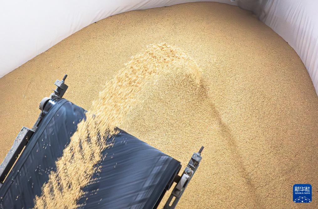 荆楚大地新粮收购有序展开